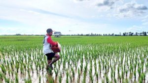 gabung-program-petani-milenial-gaji-rp-10-juta-menanti-anda